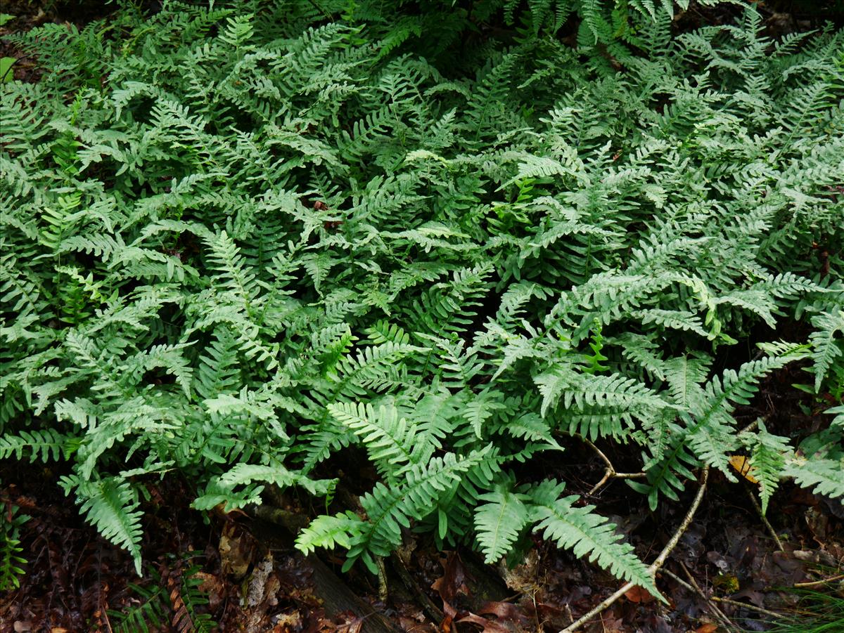 Polypodium vulgare (door Wim van der Neut)