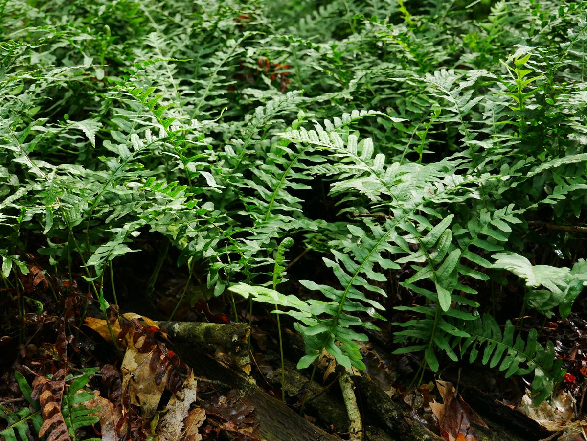 Polypodium vulgare (door Wim van der Neut)