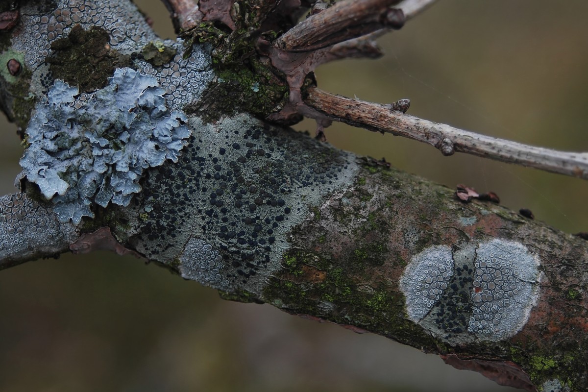 Lecidella elaeochroma (door Arjan de Groot)