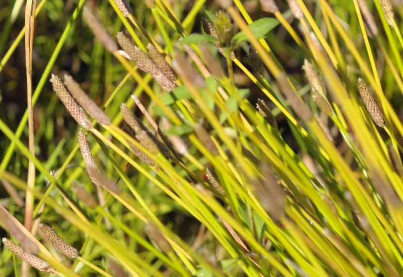 Eleocharis engelmannii (door Theo Muusse)