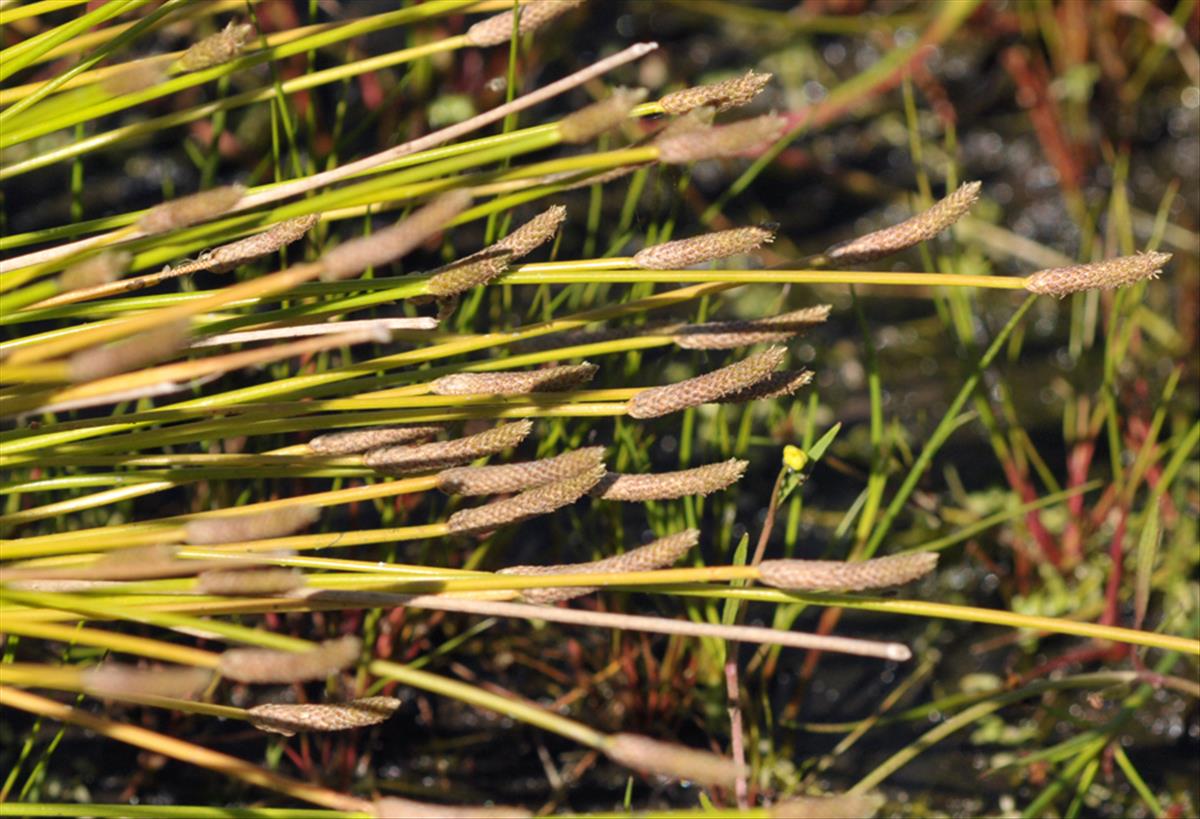 Eleocharis engelmannii (door Theo Muusse)