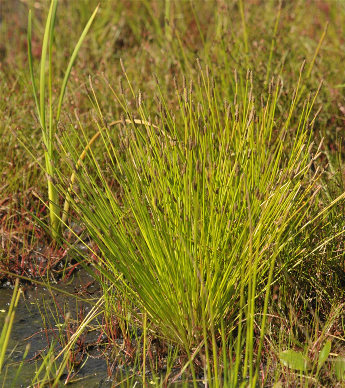 Eleocharis engelmannii (door Theo Muusse)