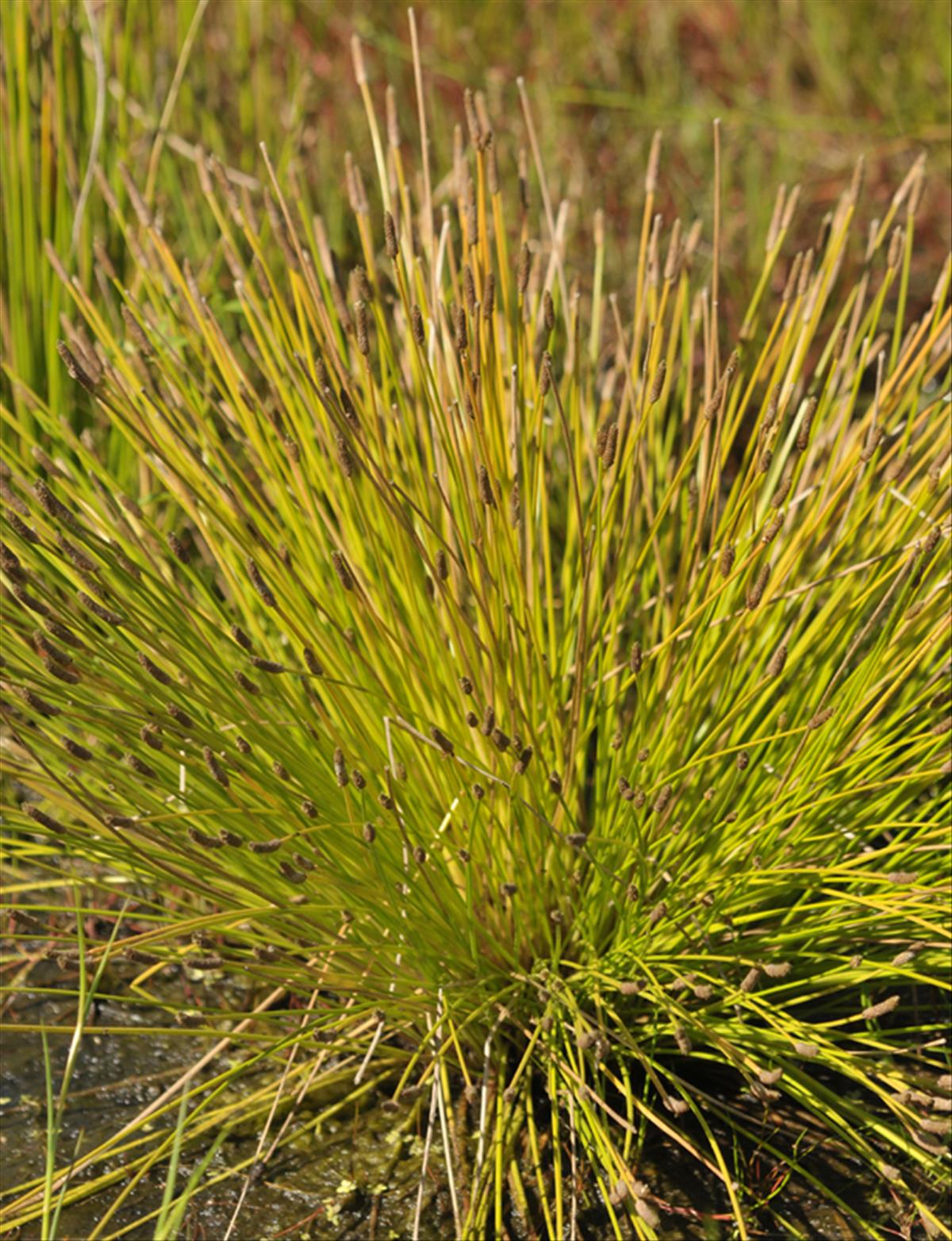 Eleocharis engelmannii (door Theo Muusse)