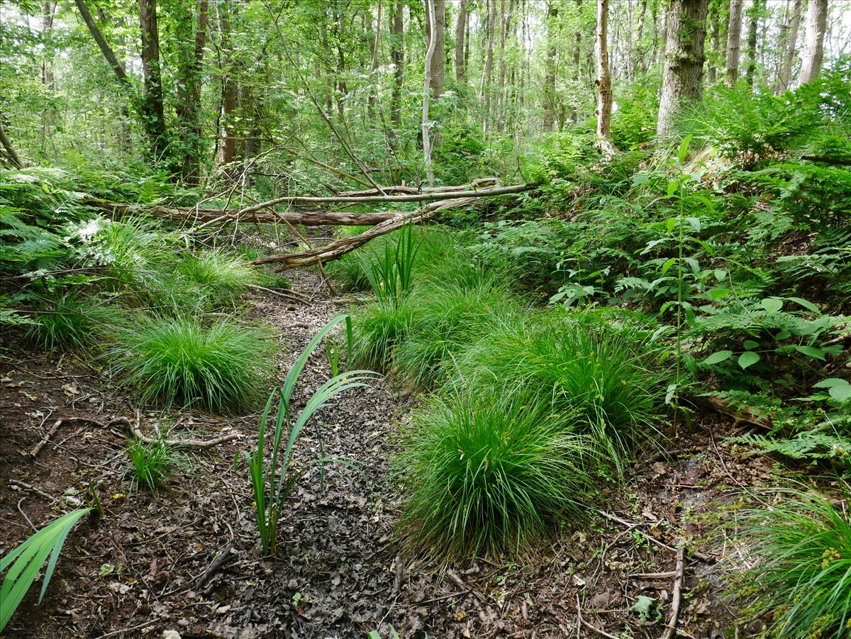 Carex elongata (door Wim van der Neut)