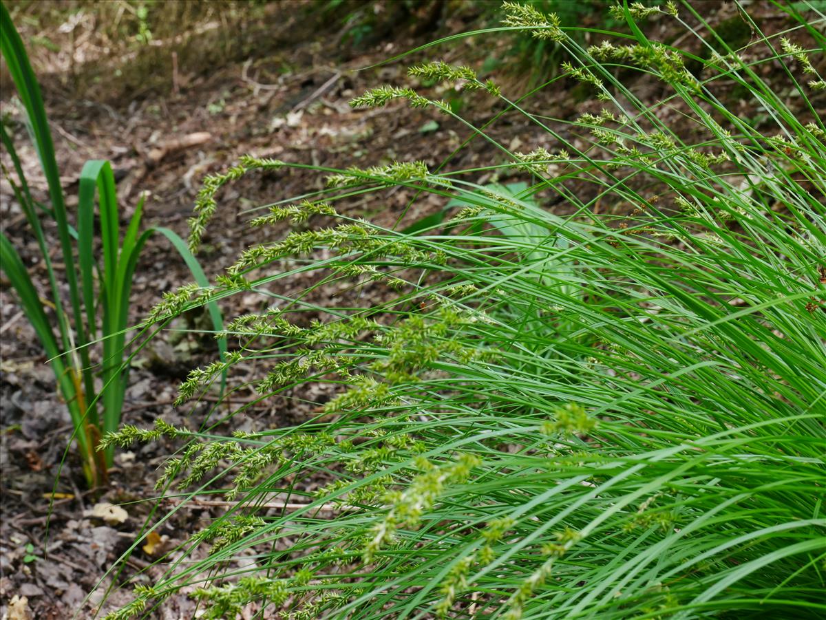 Carex elongata (door Wim van der Neut)