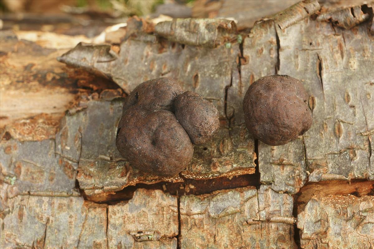 Daldinia petriniae (door Henk Remijn)