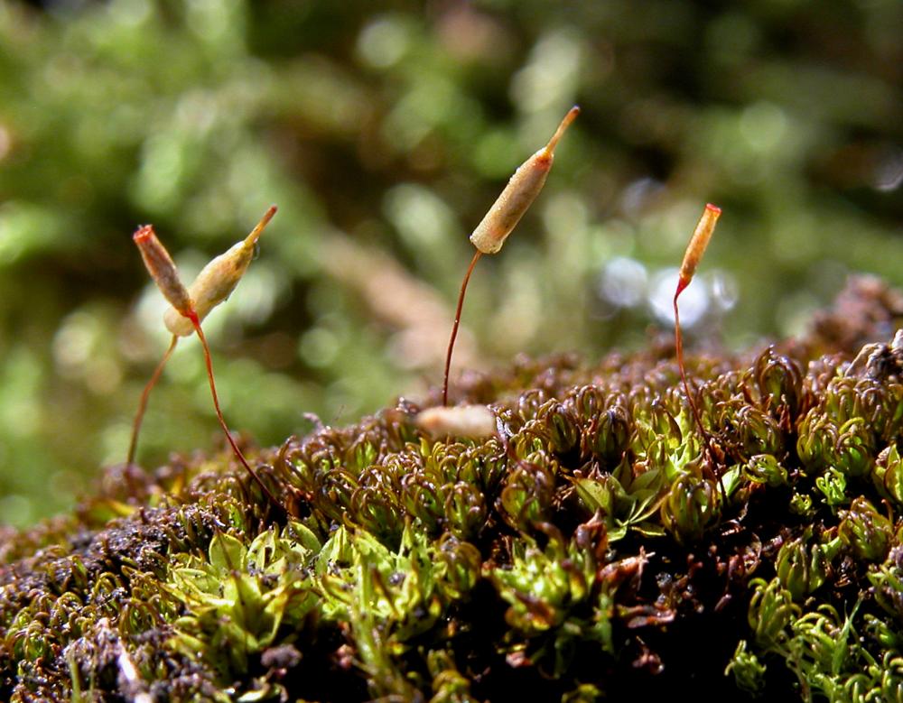 Encalypta vulgaris (door Dick Haaksma)