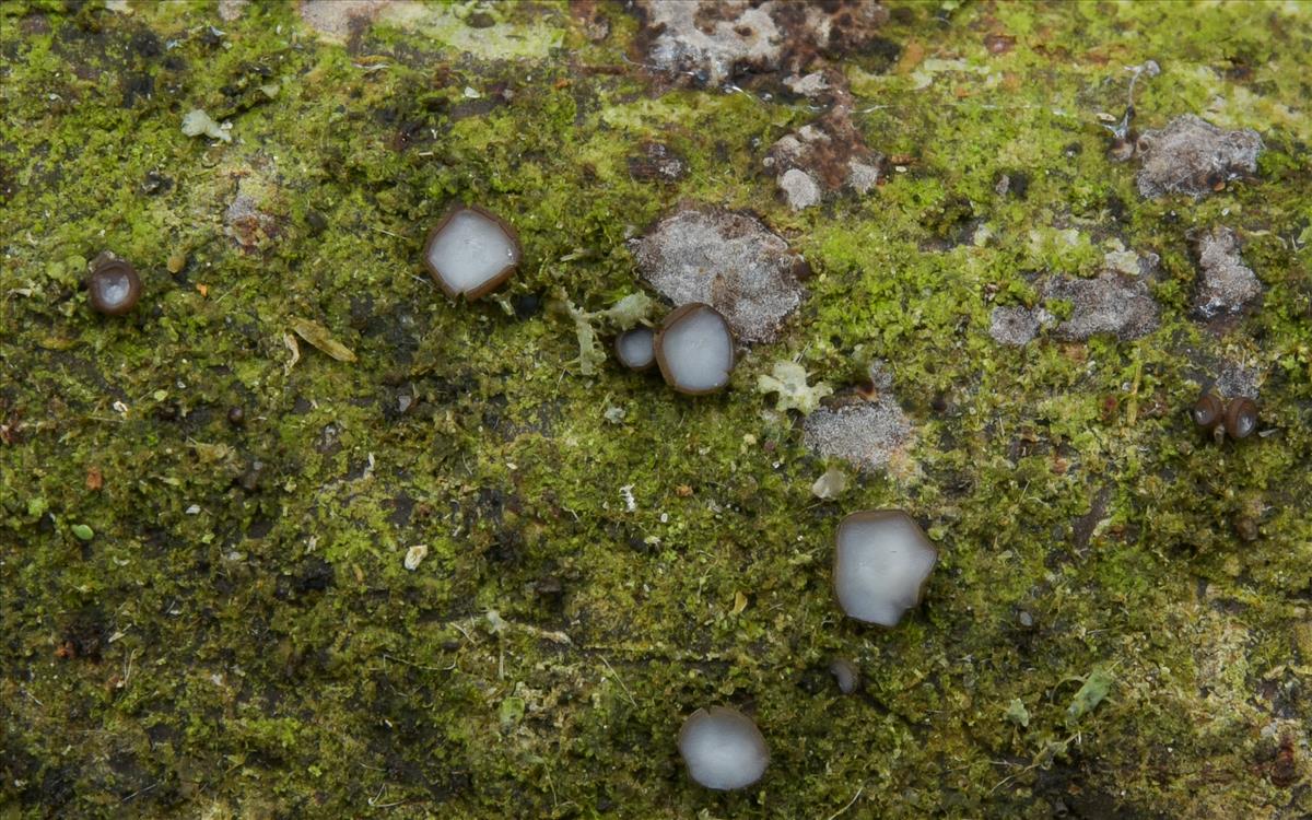 Encoelia fuckelii (door Laurens van der Linde)