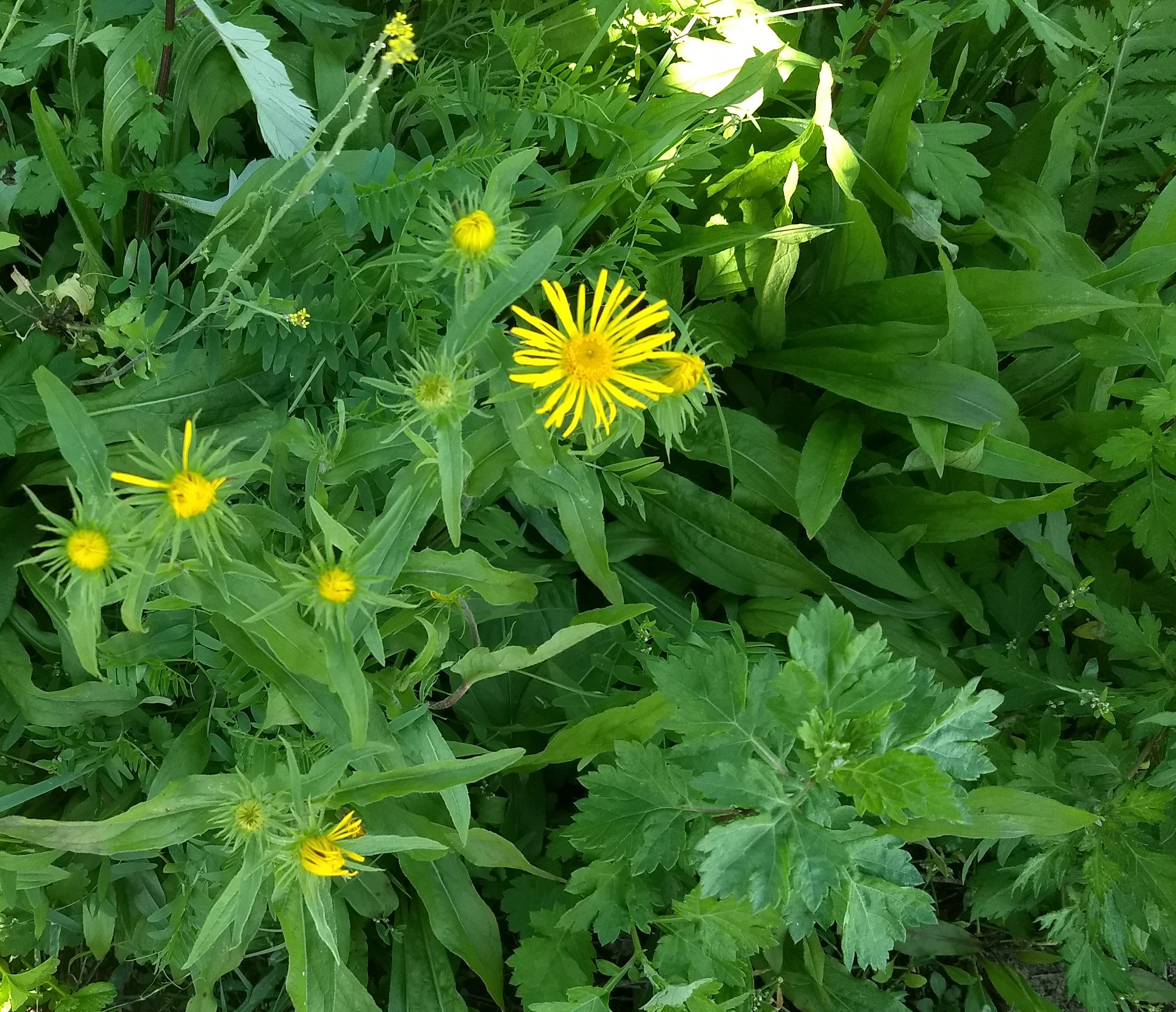 Inula britannica (door kalapo)