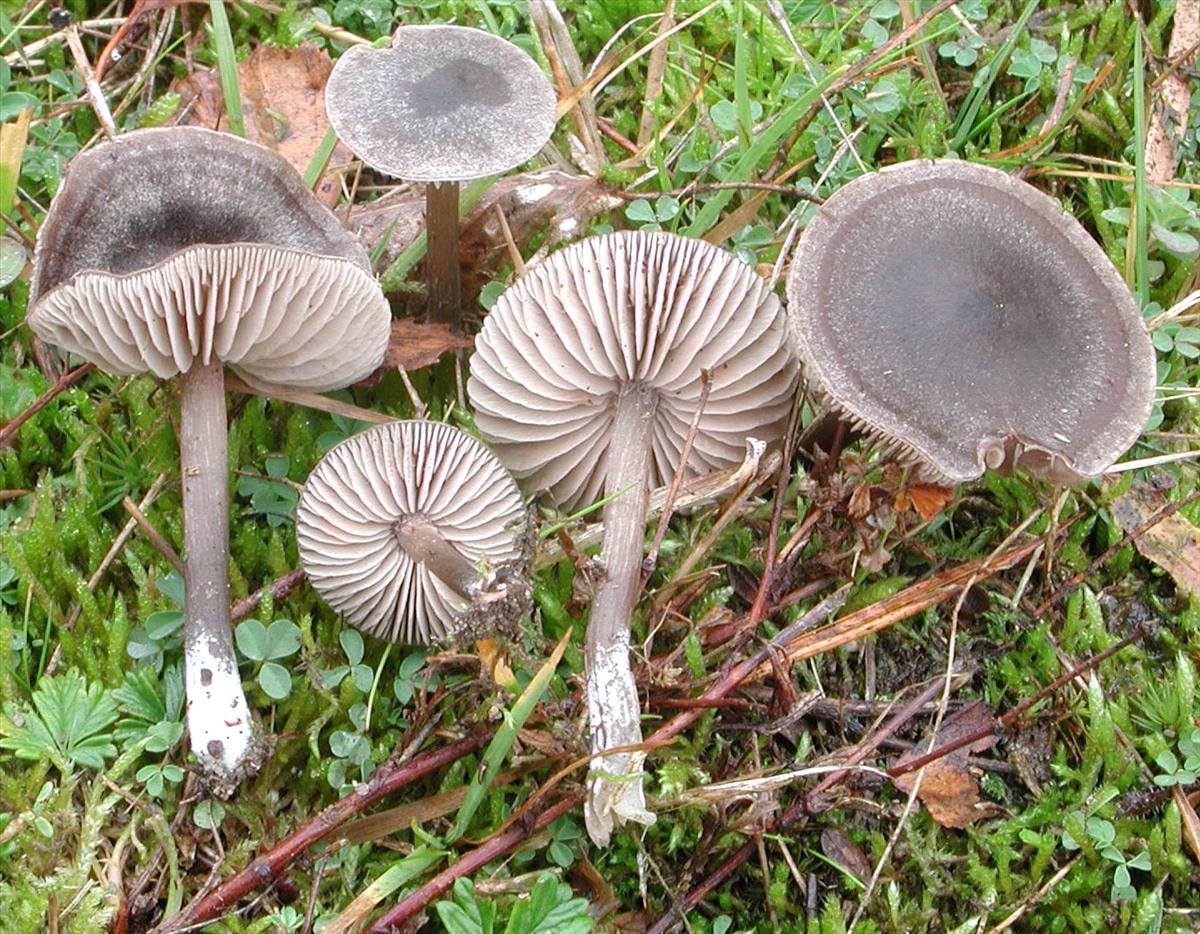 Entoloma sericeum var. cinereo-opacum (door Chiel Noordeloos)