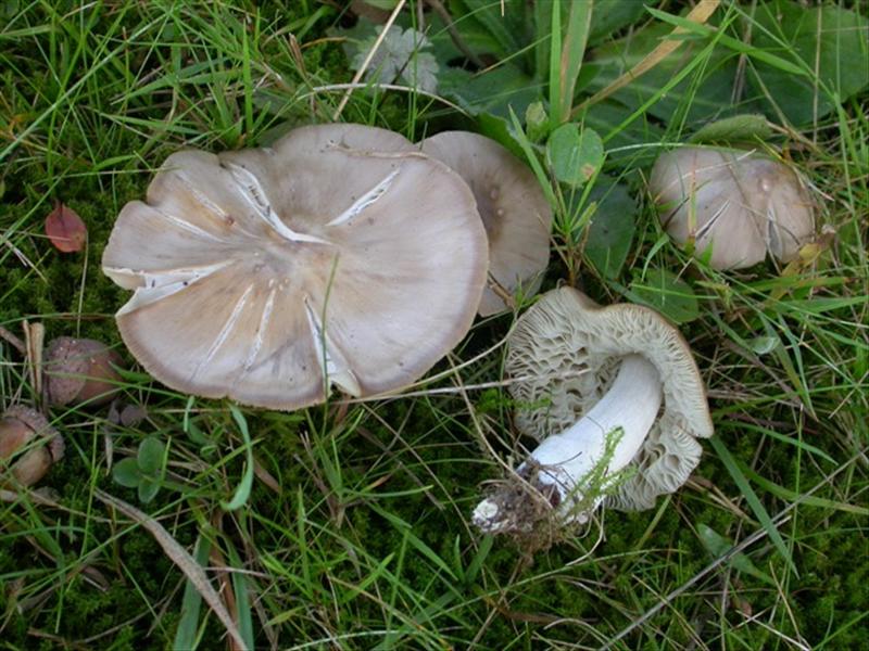 Entoloma lividoalbum (door Evert Ruiter)