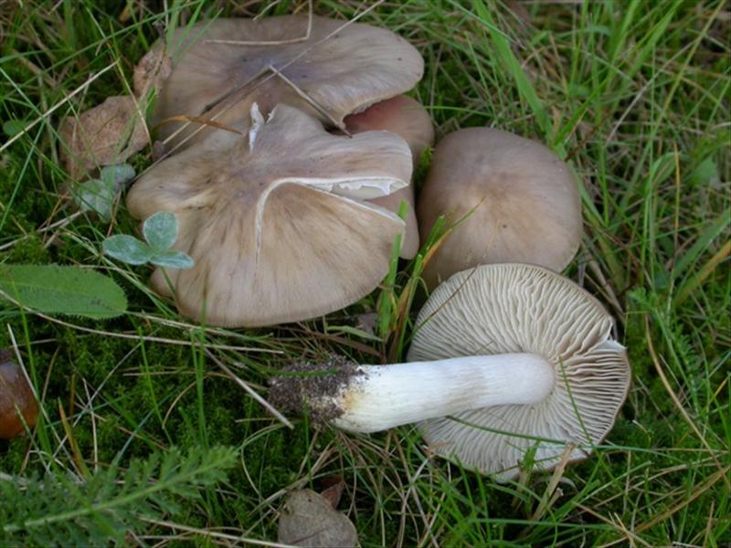 Entoloma lividoalbum (door Evert Ruiter)