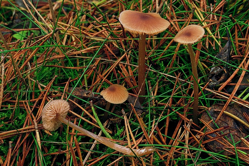 Entoloma cetratum (door Eef Arnolds)