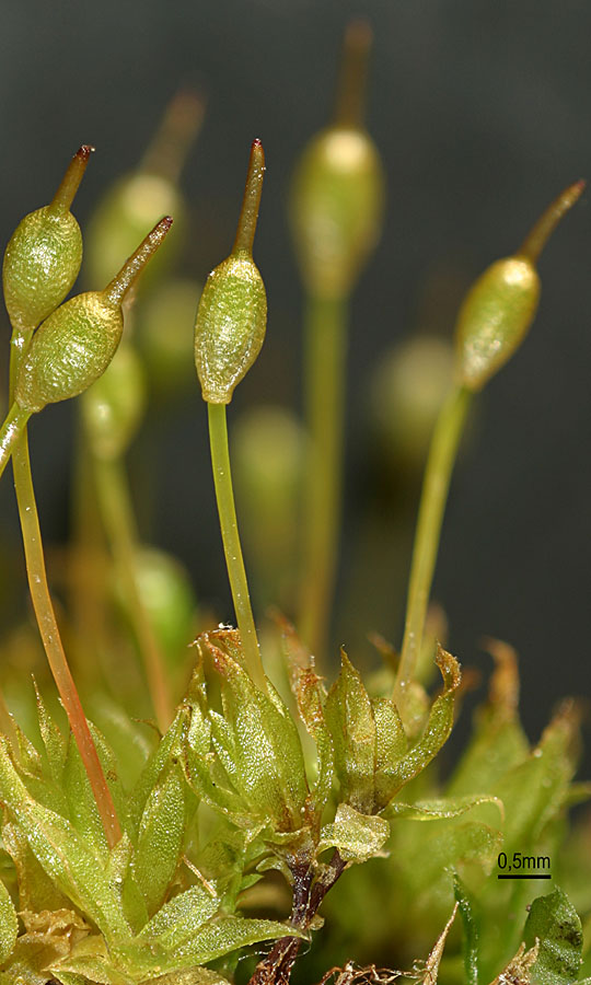 Entosthodon fascicularis (door Norbert Stapper)