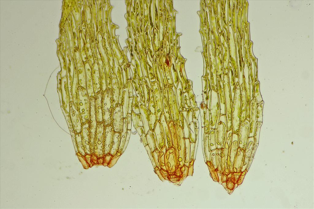 Ephemerum serratum (door Jan Kersten)