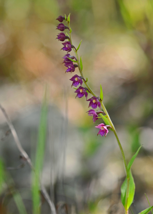 Epipactis atrorubens (door Theo Muusse)