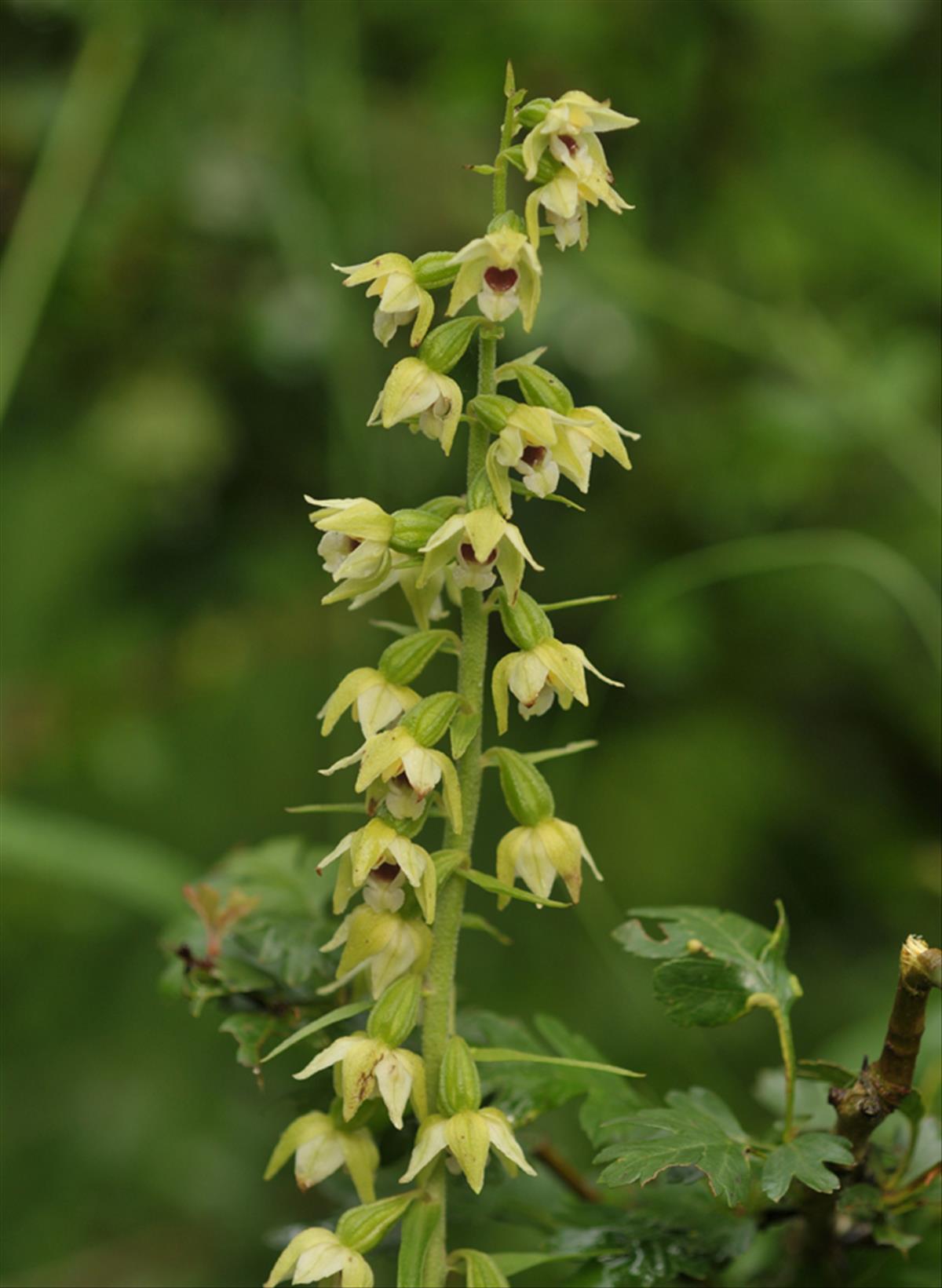 Epipactis muelleri (door Theo Muusse)