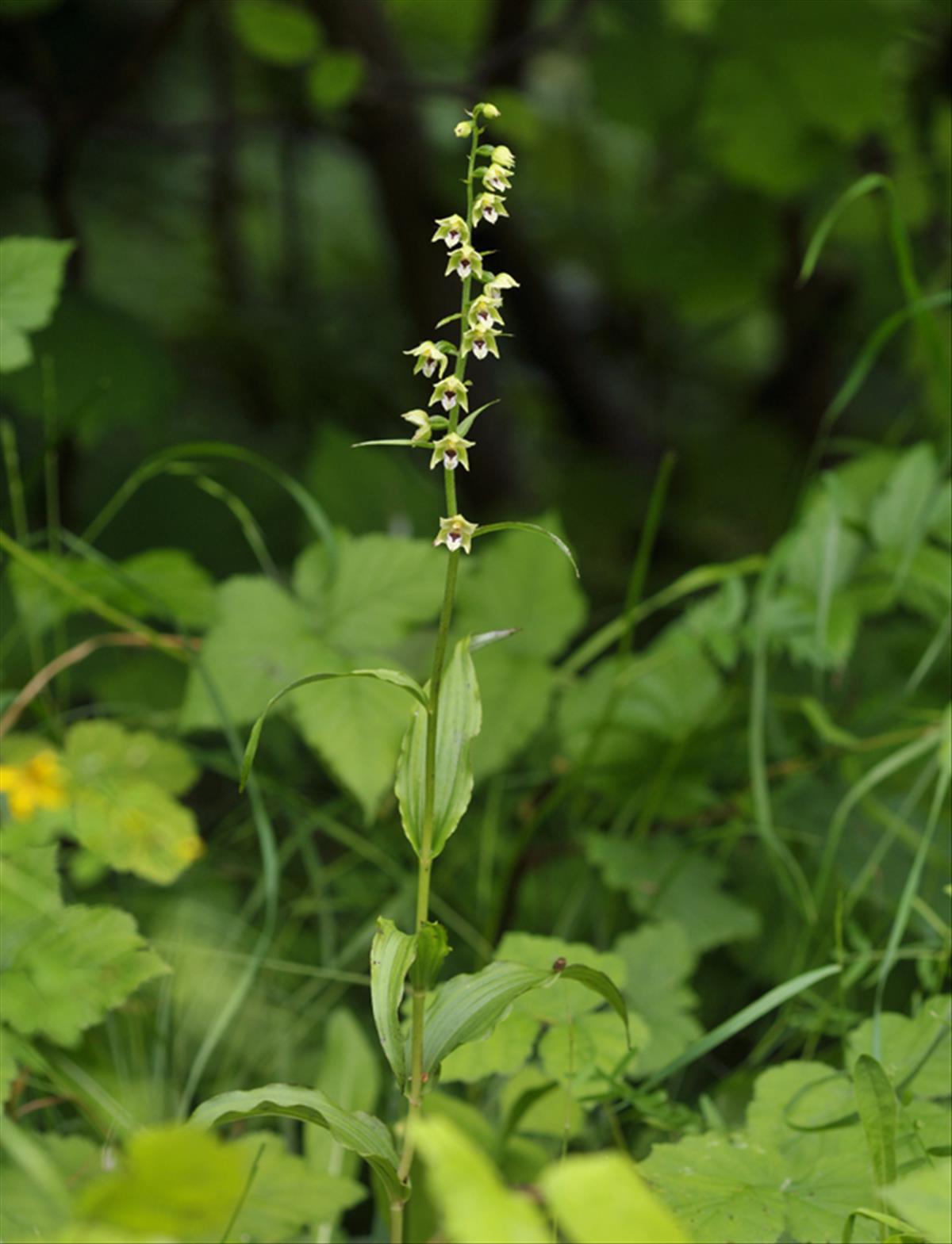 Epipactis x reinekei (door Theo Muusse)