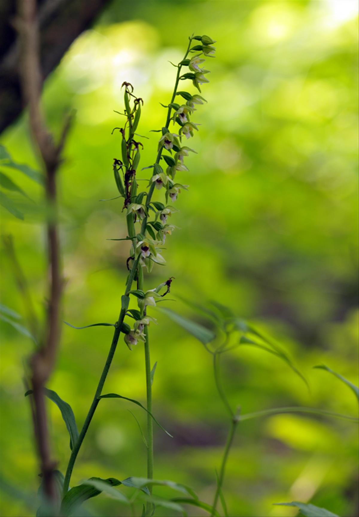 Epipactis x reinekei (door Theo Muusse)