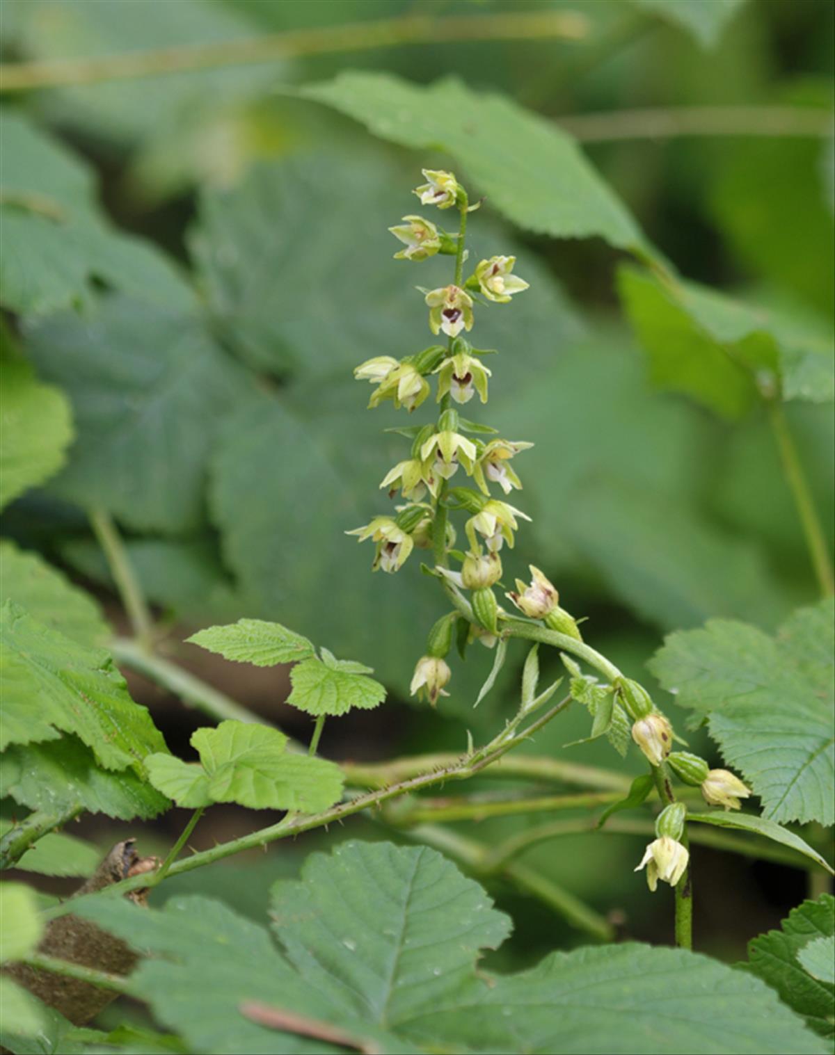 Epipactis x reinekei (door Theo Muusse)