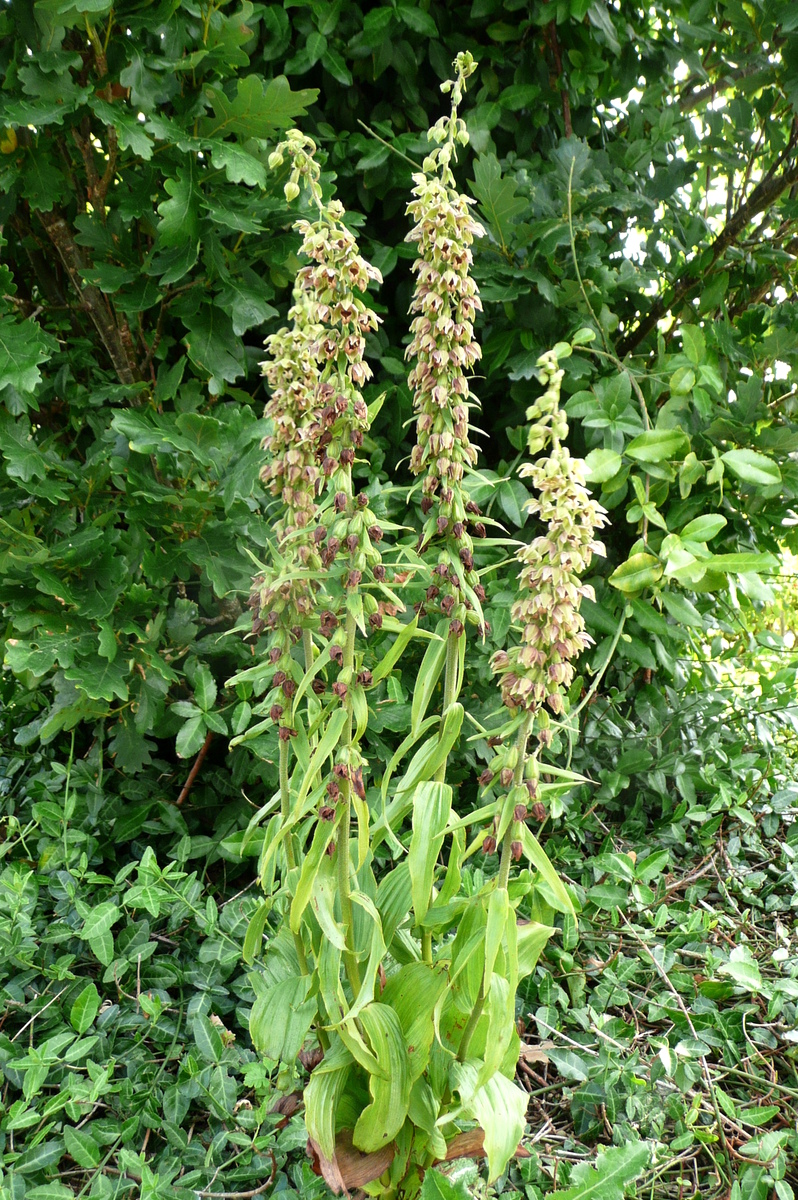 Epipactis helleborine subsp. helleborine (door Willie Riemsma)