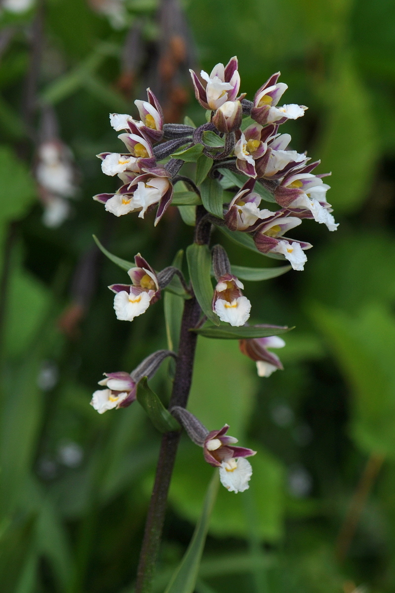 Epipactis palustris (door Willie Riemsma)