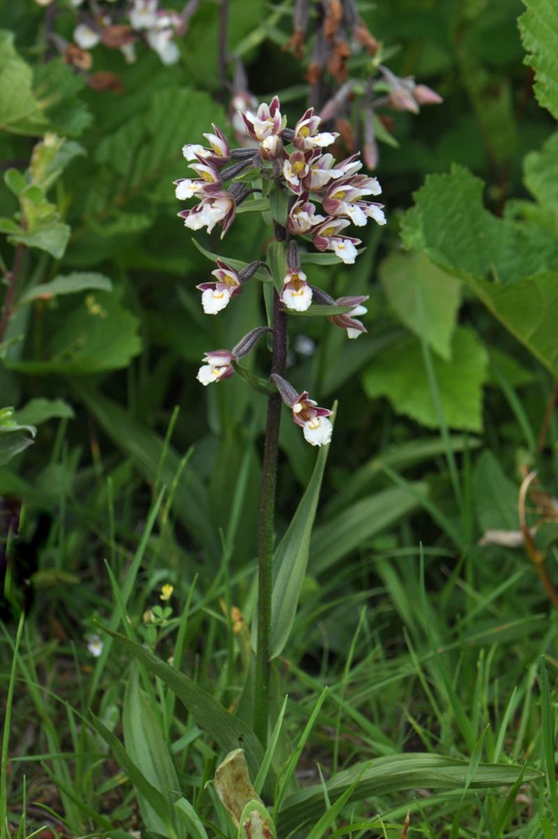 Epipactis palustris (door Willie Riemsma)