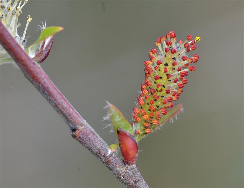 Salix eriocephala (door Theo Muusse)