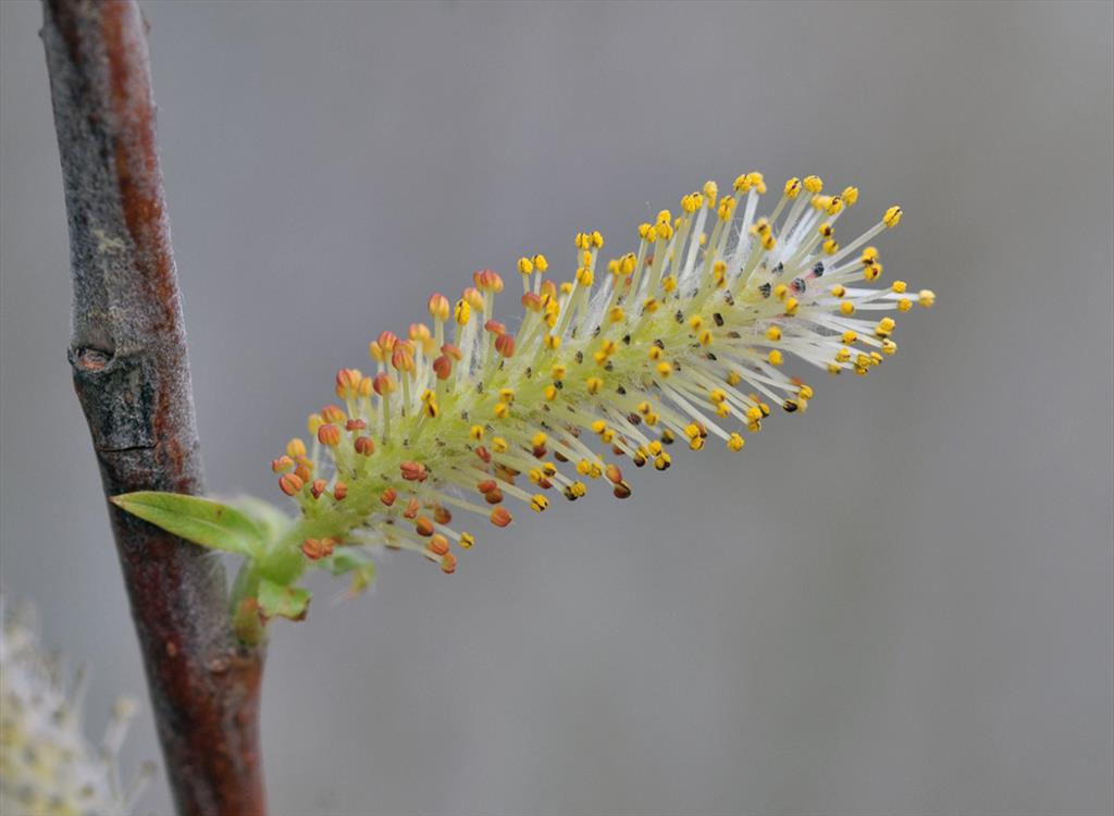 Salix eriocephala (door Theo Muusse)