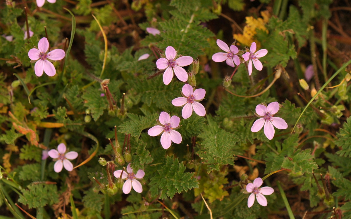 Erodium cicutarium (door Willie Riemsma)