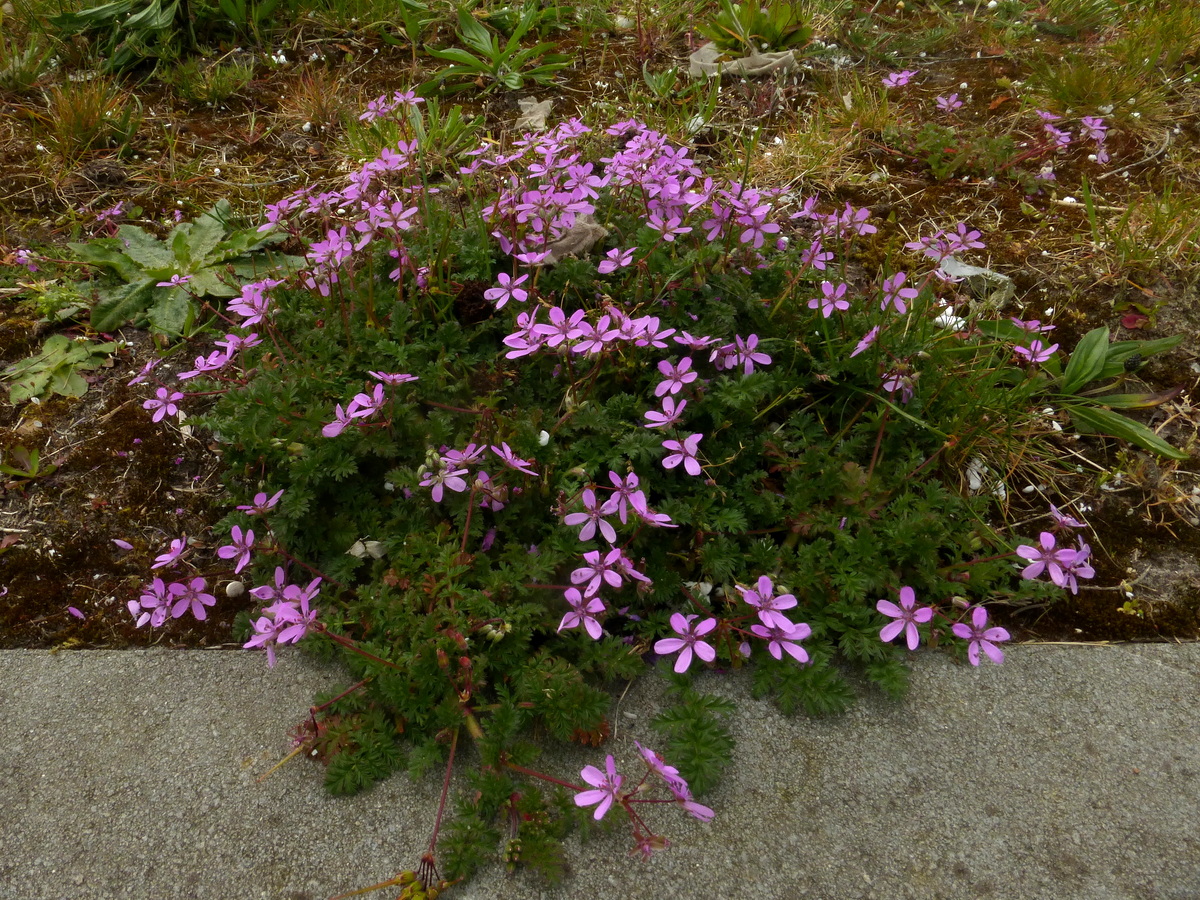 Erodium cicutarium (door Willie Riemsma)