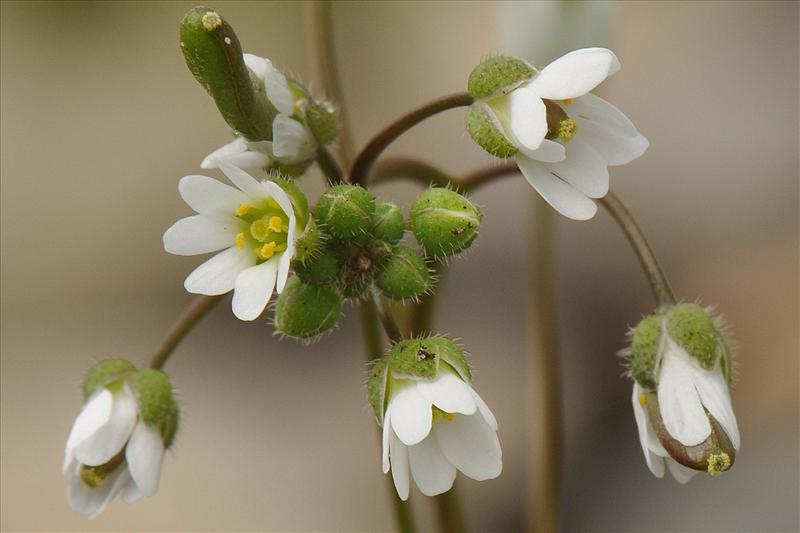 Draba verna (door Willie Riemsma)