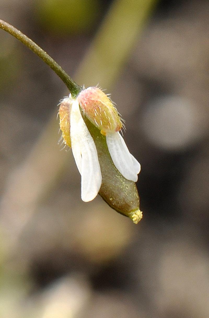 Draba verna (door Willie Riemsma)