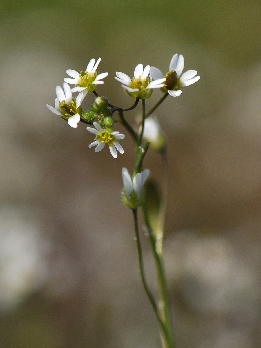 Draba verna (door Willie Riemsma)