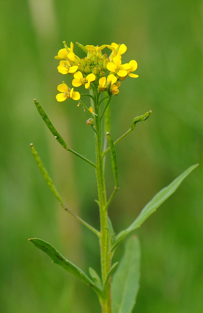 Erysimum cheiranthoides (door Willie Riemsma)