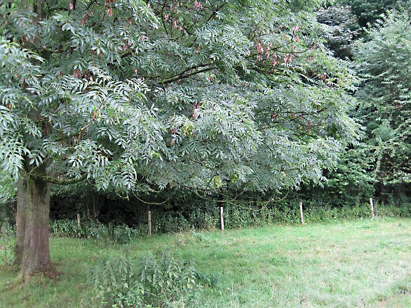 Fraxinus excelsior (door Grada Menting)