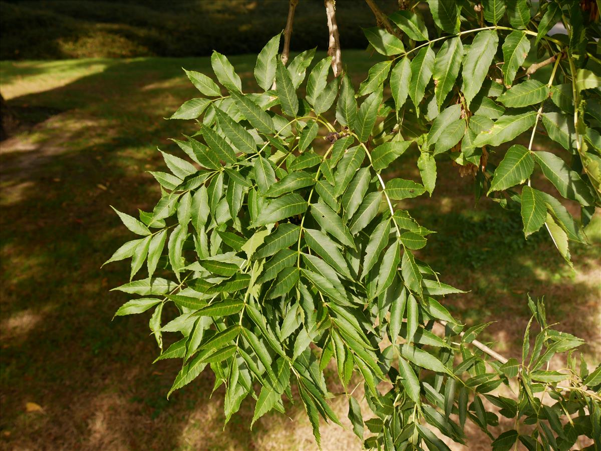 Fraxinus excelsior (door Wim van der Neut)