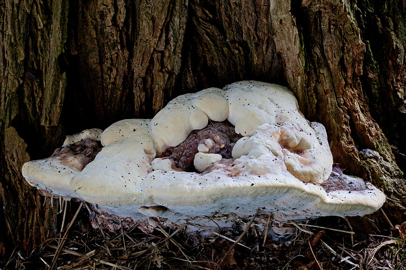 Perenniporia fraxinea (door John Breugelmans)