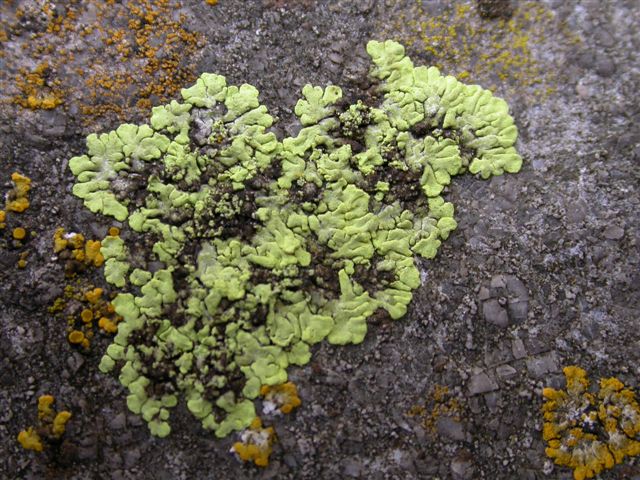 Candelariella medians (door Karl Hellemans)