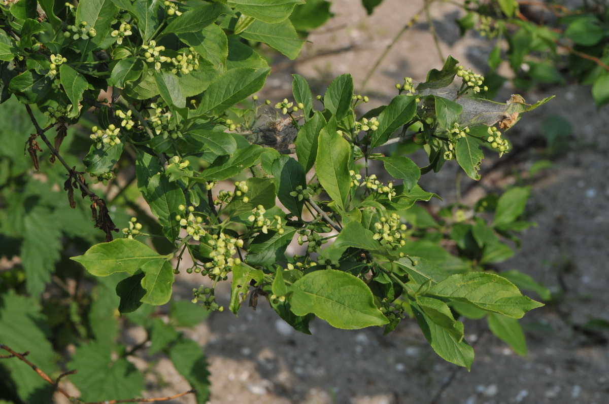 Euonymus europaeus (door Hans Toetenel)