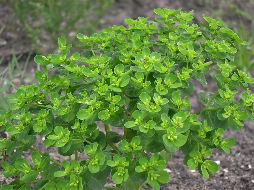 Euphorbia helioscopia (door Arjan de Groot)