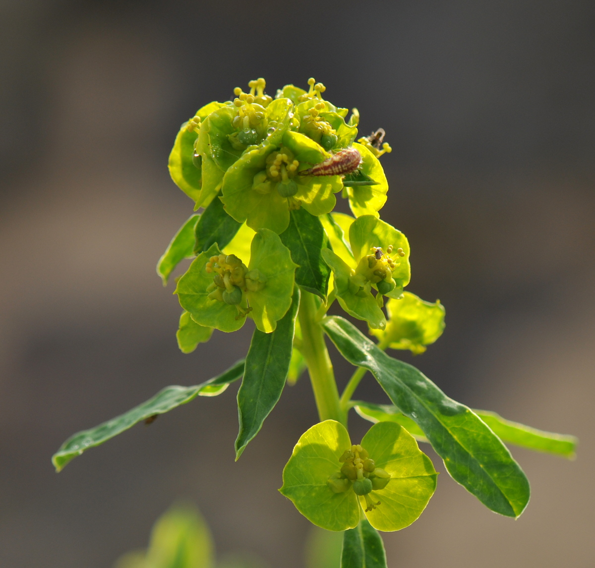 Euphorbia esula (door Willie Riemsma)
