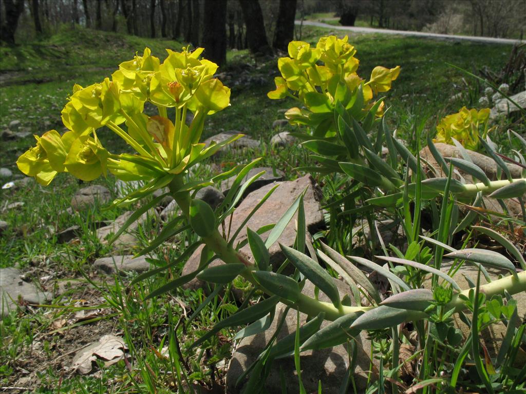 Euphorbia myrsinites (door Rutger Barendse)