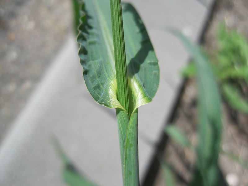 Echinochloa crus-galli (door Grada Menting)