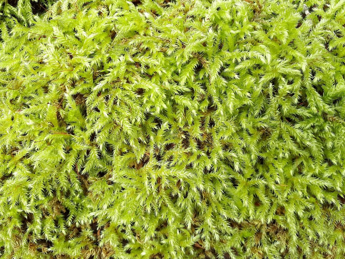 Eurhynchium striatum (door Arjan de Groot)