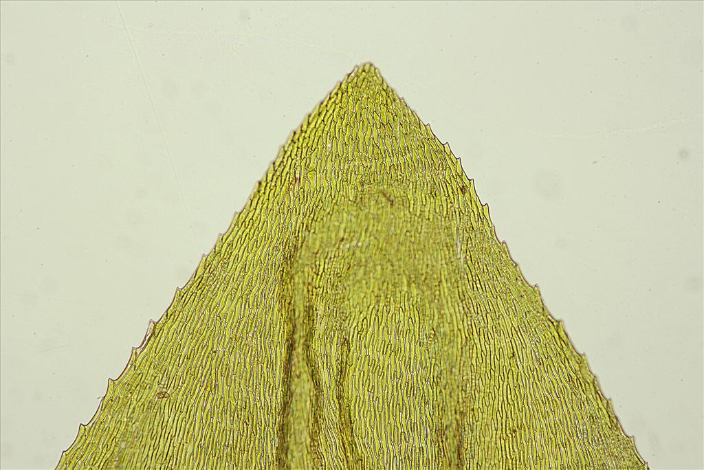 Eurhynchium angustirete (door Jan Kersten)