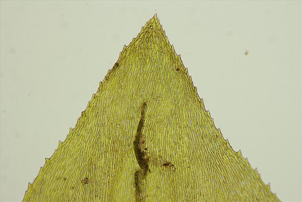 Eurhynchium angustirete (door Jan Kersten)