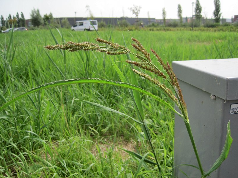 Echinochloa crus-galli (door Grada Menting)