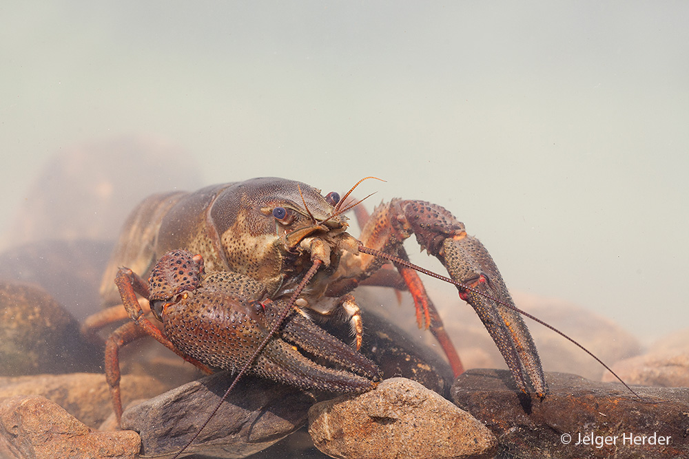 Astacus astacus (door Jelger Herder)