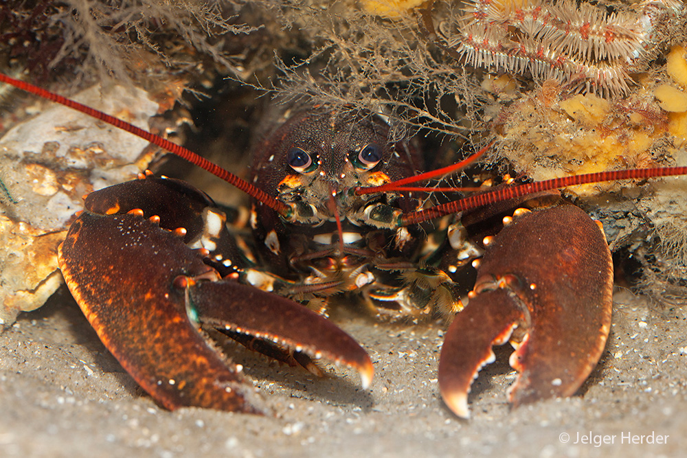 Homarus gammarus (door Jelger Herder)